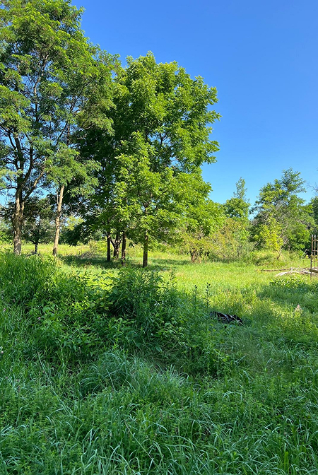 Manicured lawn with mowing patterns