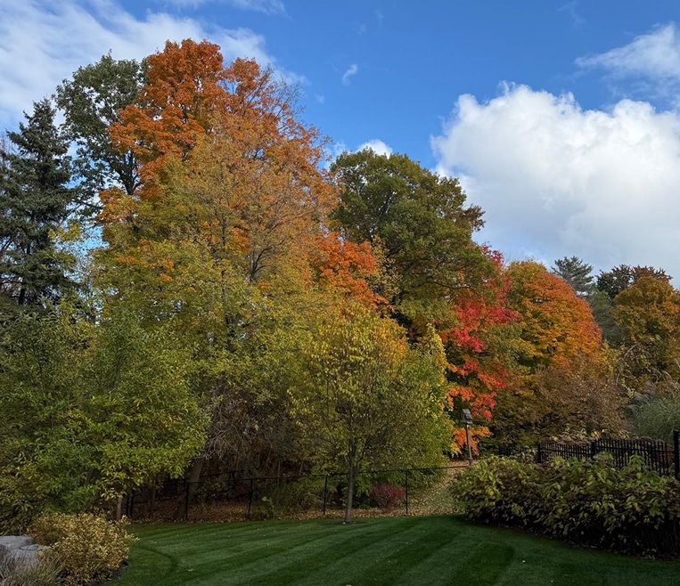 Lush backyard with striped lawn, garden shed, stone retaining wall, and landscaping.